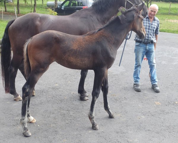 horse Stute von Fürst Wallerstein / Filmstar (Westphalian, 2019, from Fürst Wallerstein)