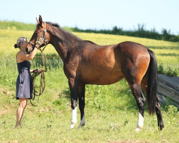 broodmare Susanna (German Sport Horse, 2017, from Perigueux)