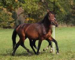 broodmare Selina (German Sport Horse, 2009, from Contract)