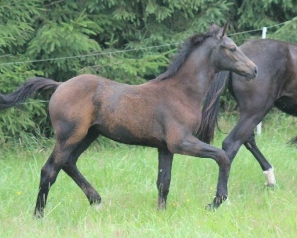 Zuchtstute z.Z. noch Mausi (Deutsches Reitpferd, 2019, von Diacontinus)