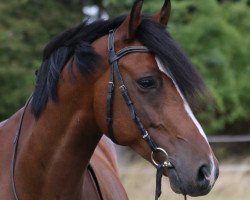 Springpferd Duplo 50 (Deutsches Reitpony, 2012, von Dumbledor AT)