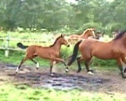 broodmare Fiorella Mannoia (Hanoverian, 2009, from Fidertanz)