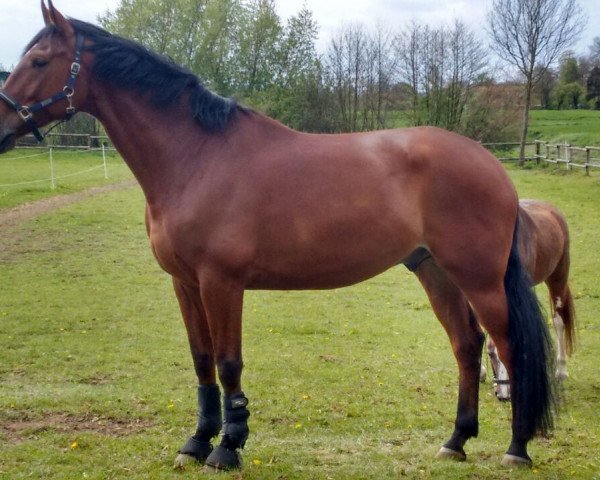 dressage horse Raacoon (Westphalian, 2012, from Rock Forever NRW)