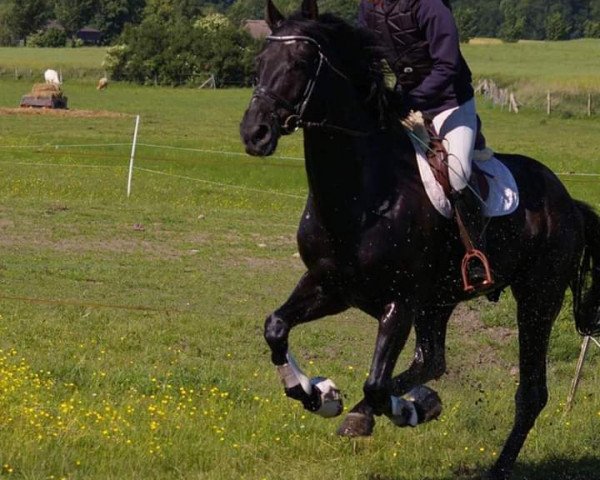 Pferd Raffles (Dänisches Warmblut, 2009, von Skovens Rafael)