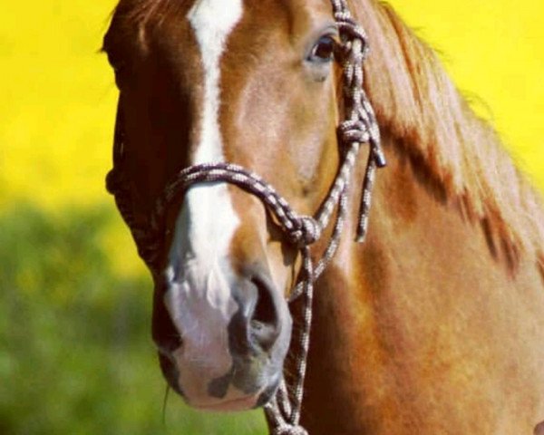 dressage horse D'Lay (Oldenburg, 2006, from Don Gregory)