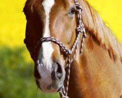 Dressurpferd D'Lay (Oldenburger, 2006, von Don Gregory)