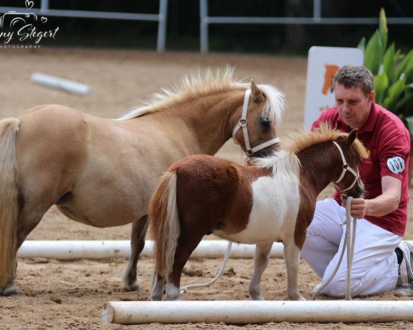 Deckhengst Mustang vom Rehgraben (Shetland Pony (unter 87 cm), 2019, von Blackertor Malachite)