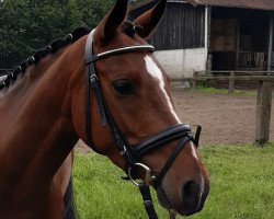 dressage horse Top Carrier (German Riding Pony, 2014, from Top Christobell)