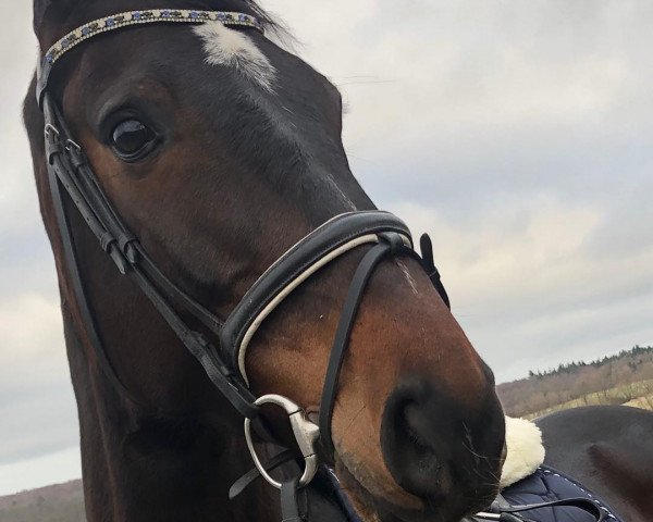 Springpferd Curano (Holsteiner, 2012, von Connor 48)