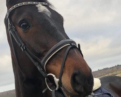 Springpferd Curano (Holsteiner, 2012, von Connor 48)
