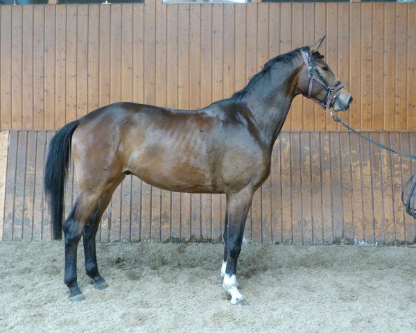 horse Aurum (Trakehner, 2016, from Herbstkönig 2)