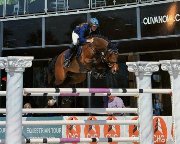 jumper Cute And Clever 3 (Holsteiner, 2011, from Clarimo Ask)