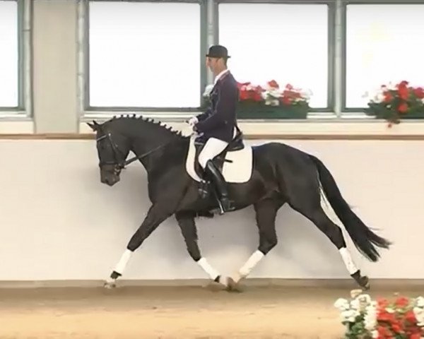 horse Sir Lehmann II (German Warmblood, 2013, from San Muscadet) horse Sir Lehmann II (German Warmblood, 2013, from San Muscadet)