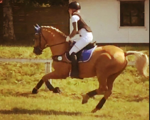 Stallion Golden Phoenix (German Riding Horse, 2007, from Golden Sunspot)
