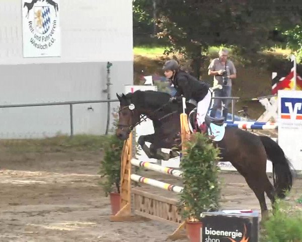 Reitturnier Wiesloch 2016