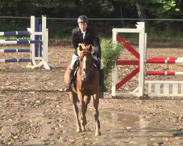 Reitturnier Wiesloch 2016