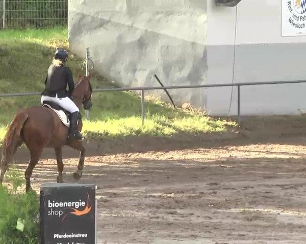 Reitturnier Wiesloch 2016