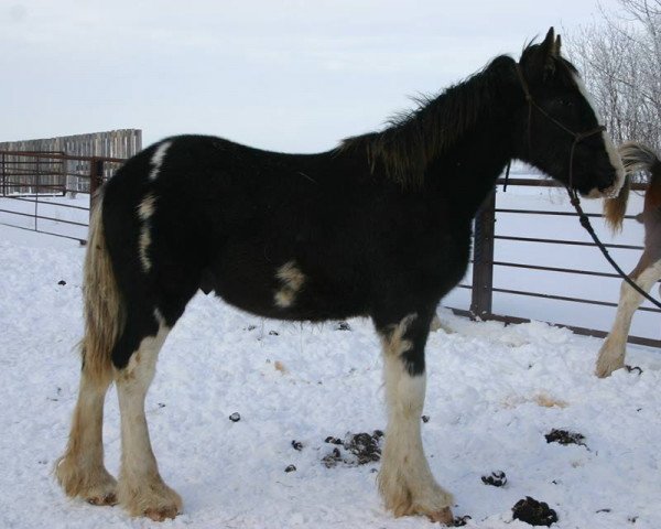 stallion Battle River Magnus (Clydesdale, 2013, from Renaissance Thor God of Thunder)