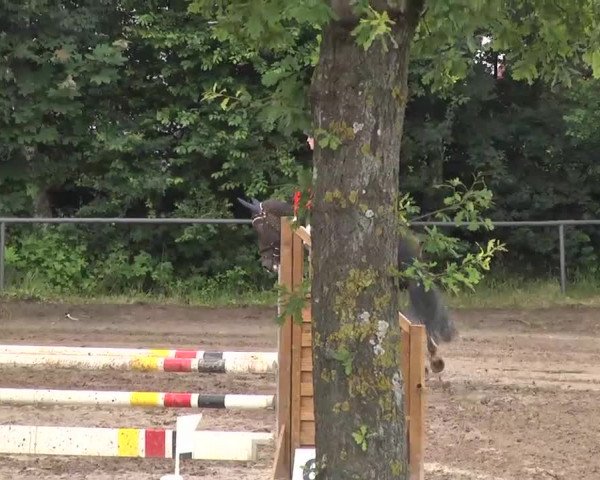 Reitturnier Wiesloch 2016