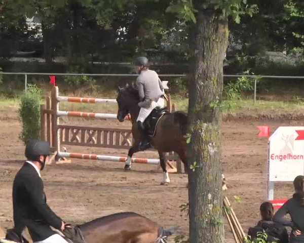 Reitturnier Wiesloch 2016