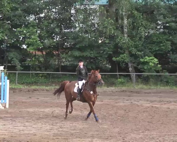 Reitturnier Wiesloch 2016