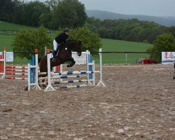 jumper Conradt 3 (German Sport Horse, 2013, from Casskeni II)