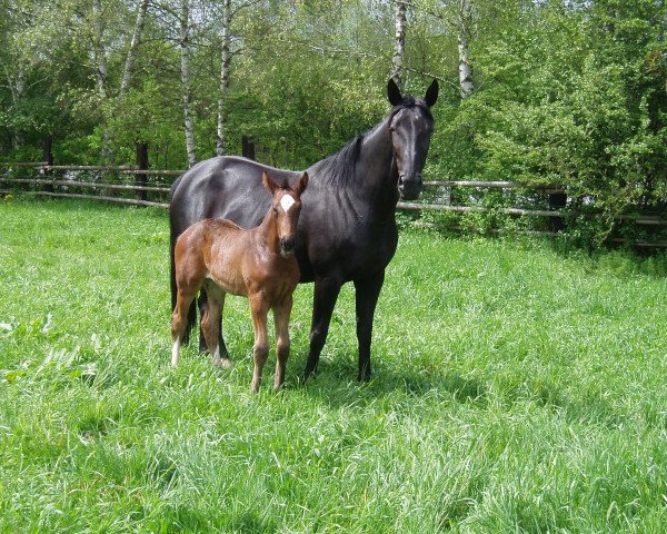 broodmare Ravenna (Bavarian, 1994, from Davignon I)