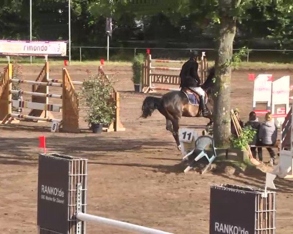 Reitturnier Wiesloch 2016