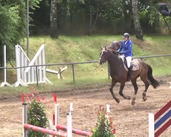 Reitturnier Wiesloch 2016