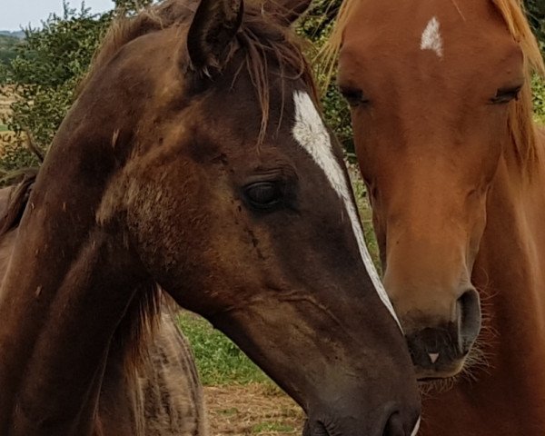 Pferd Priamos (Oldenburger Springpferd, 2018, von Padinus) Pferd Priamos (Oldenburger Springpferd, 2018, von Padinus)