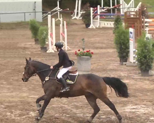 Reitturnier Wiesloch 2016
