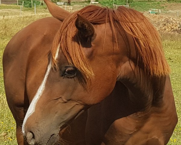 Zuchtstute Fenyra (Oldenburger, 2018, von Florencio I)