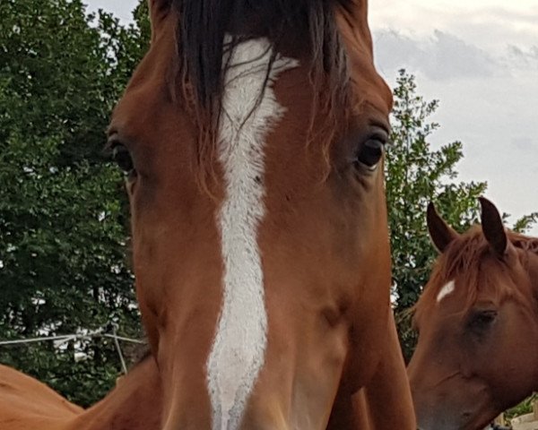 Pferd Cirrus Z (Zangersheide Reitpferd, 2016, von Canabis Z)