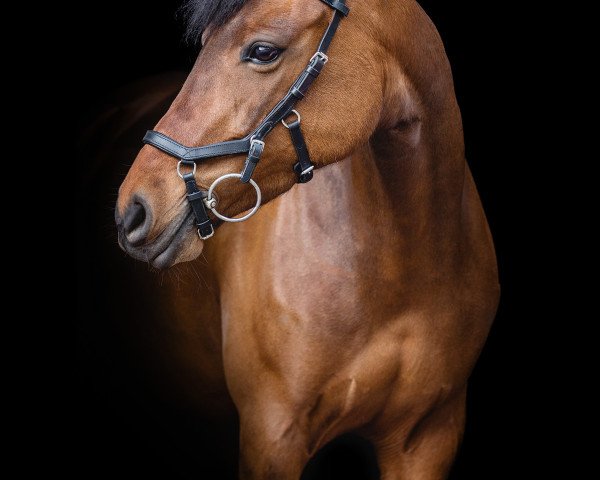 Zuchtstute Springdelight (Deutsches Reitpony, 2011, von Nemax)
