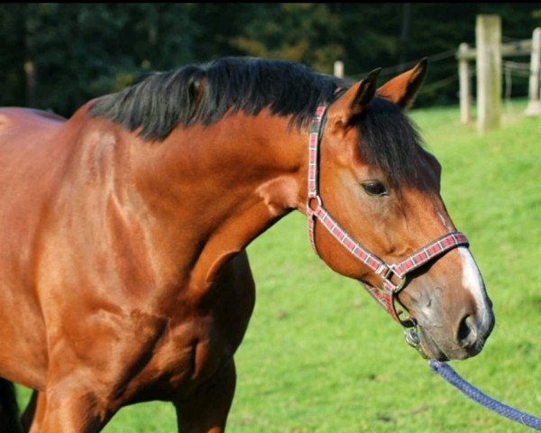 dressage horse Funtastic (Westphalian, 2002, from Fillis)