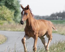 Pferd Rough Diamond (Oldenburger, 2019, von Bernay)