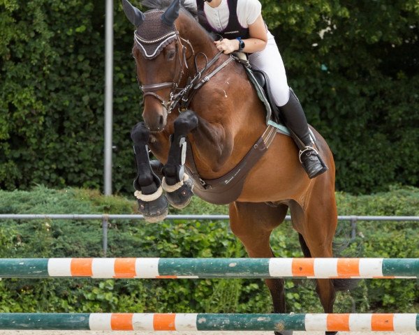 Springpferd Coco Caballo (Holsteiner, 2005, von Contact Me)