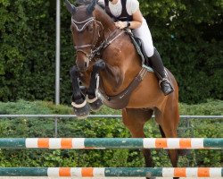 jumper Coco Caballo (Holsteiner, 2005, from Contact Me)