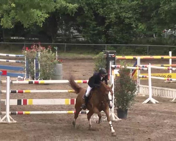 Reitturnier Wiesloch 2016