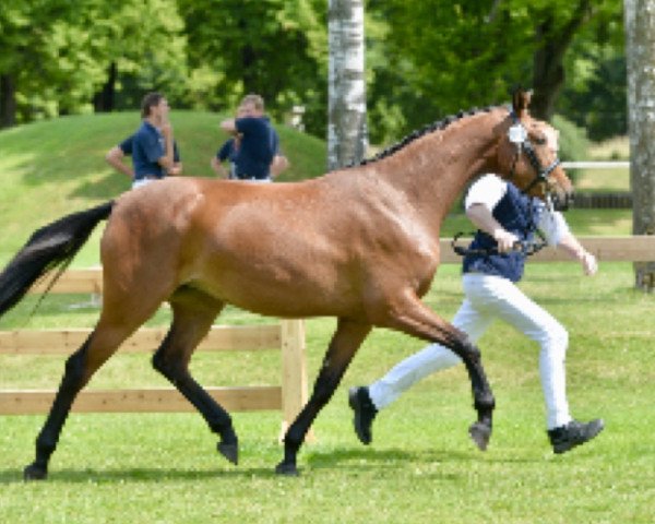 Dressurpferd Bella Lancia (Bayer, 2011, von Belissimo NRW)