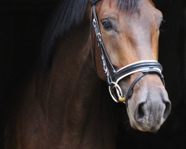 Zuchtstute Kendra (Trakehner, 2013, von Herbstkönig 2)