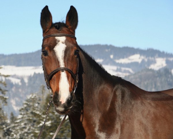 jumper Caletina (+) (Czech Warmblood, 2011, from Colato R)
