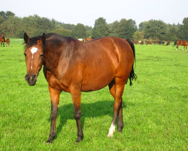 Zuchtstute Orchid's Cestanica (Nederlands Rijpaarden en Pony, 1996, von Kantje's Carlando)