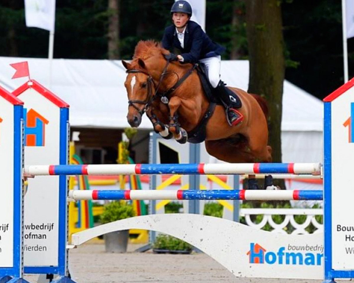 jumper Kodiak van Orchid's (Nederlands Rijpaarden en Pony, 2006, from Kanshebber)