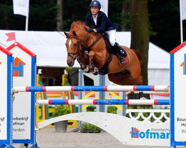 jumper Kodiak van Orchid's (Nederlands Rijpaarden en Pony, 2006, from Kanshebber)