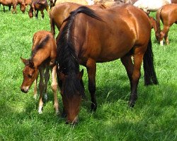 broodmare Orchid's Dayana (Nederlands Rijpaarden en Pony, 1995, from Kantje's Carlando)