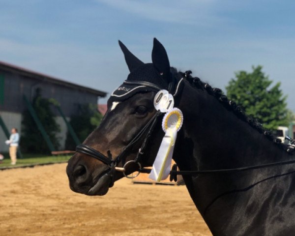 dressage horse Adventure 52 (German Sport Horse, 2010, from Antaeus) dressage horse Adventure 52 (German Sport Horse, 2010, from Antaeus)