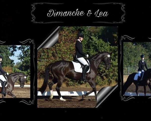 Caballo Dimanche (Hannoveriano, 2009, de Dancier)