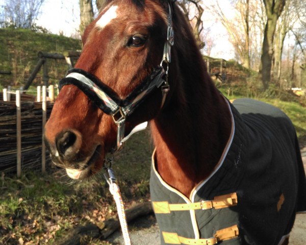 horse Willoughby (Westphalian, 1990, from Weinberg)