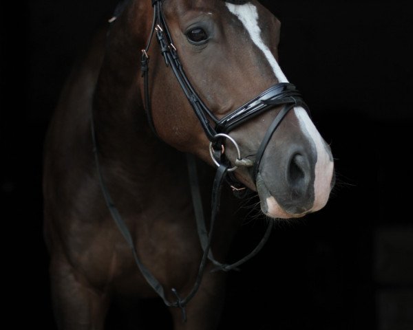dressage horse Trust me Twister (Oldenburg, 2013, from Tailormade Temptation)